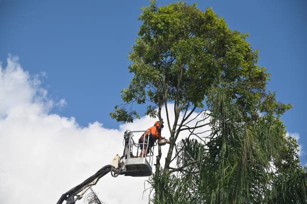 Best Storm Damage Tree Cleanup  in Ckam Housing, HI